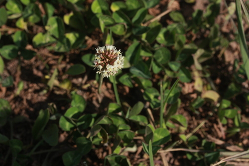 white clover