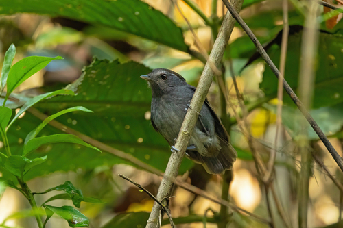 Slaty Gnateater