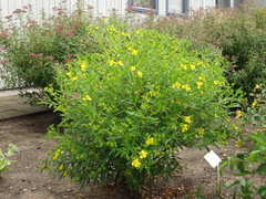 Hypericum beanii