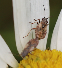 Nithecus jacobaeae