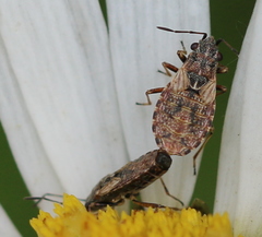 Nithecus jacobaeae