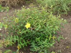 Hypericum hookerianum