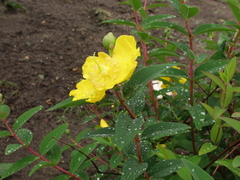 Hypericum hookerianum
