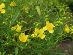 Hypericum beanii