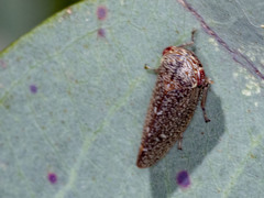 Putoniessa
