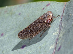 Putoniessa