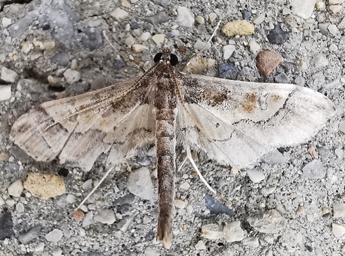 Hydriris ornatalis