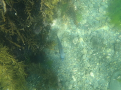 Latridopsis ciliaris