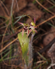 Caladenia villosissima