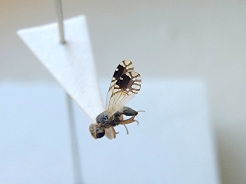 Trupanea dacetoptera