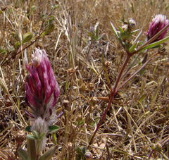 Trifolium dichroanthum