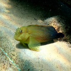 Lady Musgrave Blenny photo 2