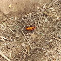 Byblia anvatara