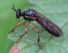 Dioctria cothurnata