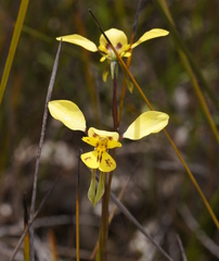 Diuris pardina × chryseopsis