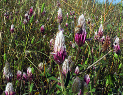 Trifolium dichroanthum