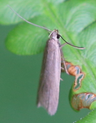 Acompsia cinerella