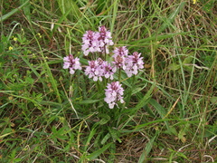 Dactylorhiza maculata