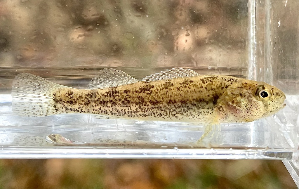 Arkansas Darter
