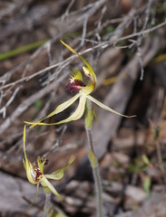 Caladenia villosissima