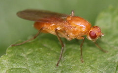Psila fimetaria