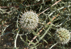Echinops philistaeus