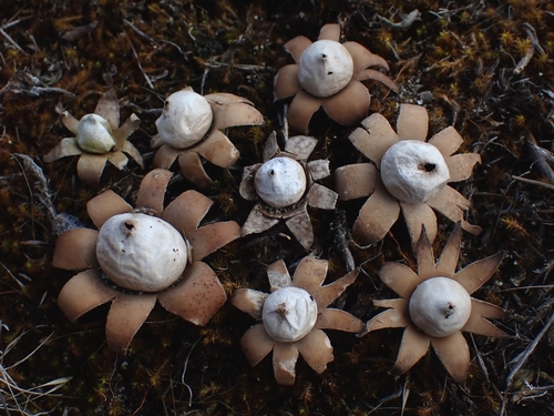 Geastrum floriforme