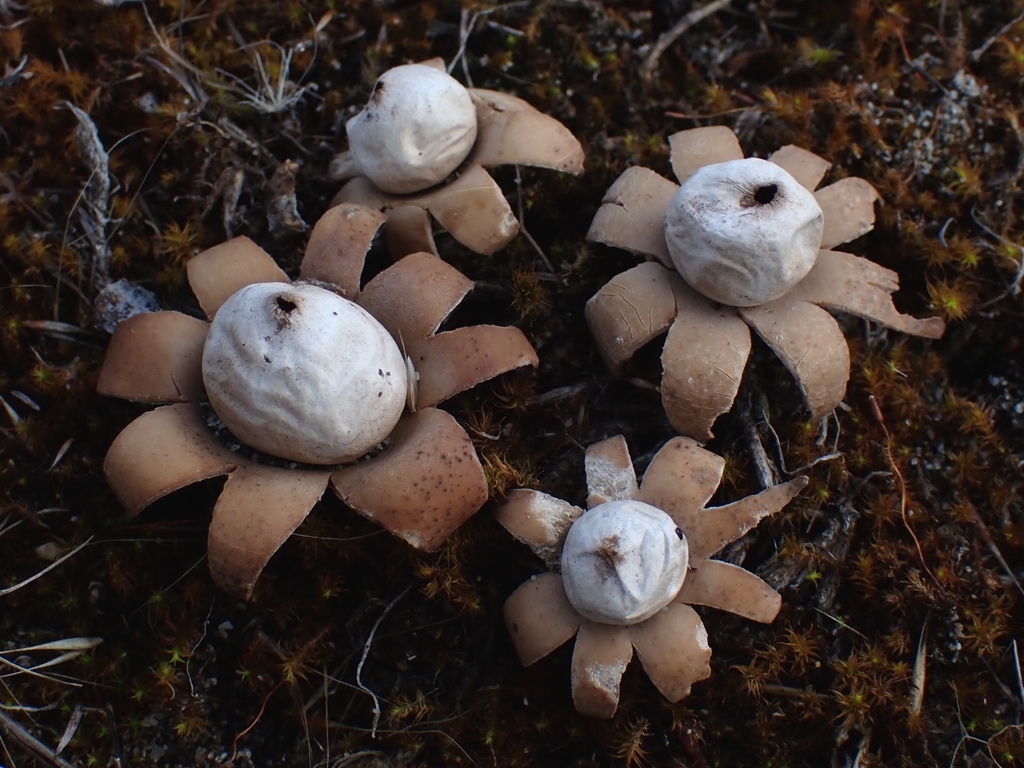 Daisy Earthstar