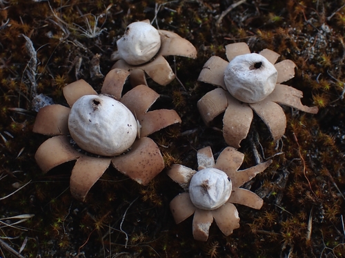 Geastrum floriforme (Photo 2 of 6)