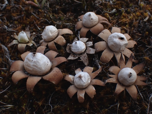 Geastrum floriforme (Photo 3 of 6)