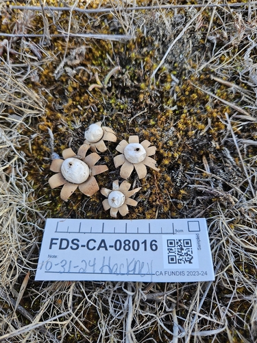 Geastrum floriforme (Photo 4 of 6)