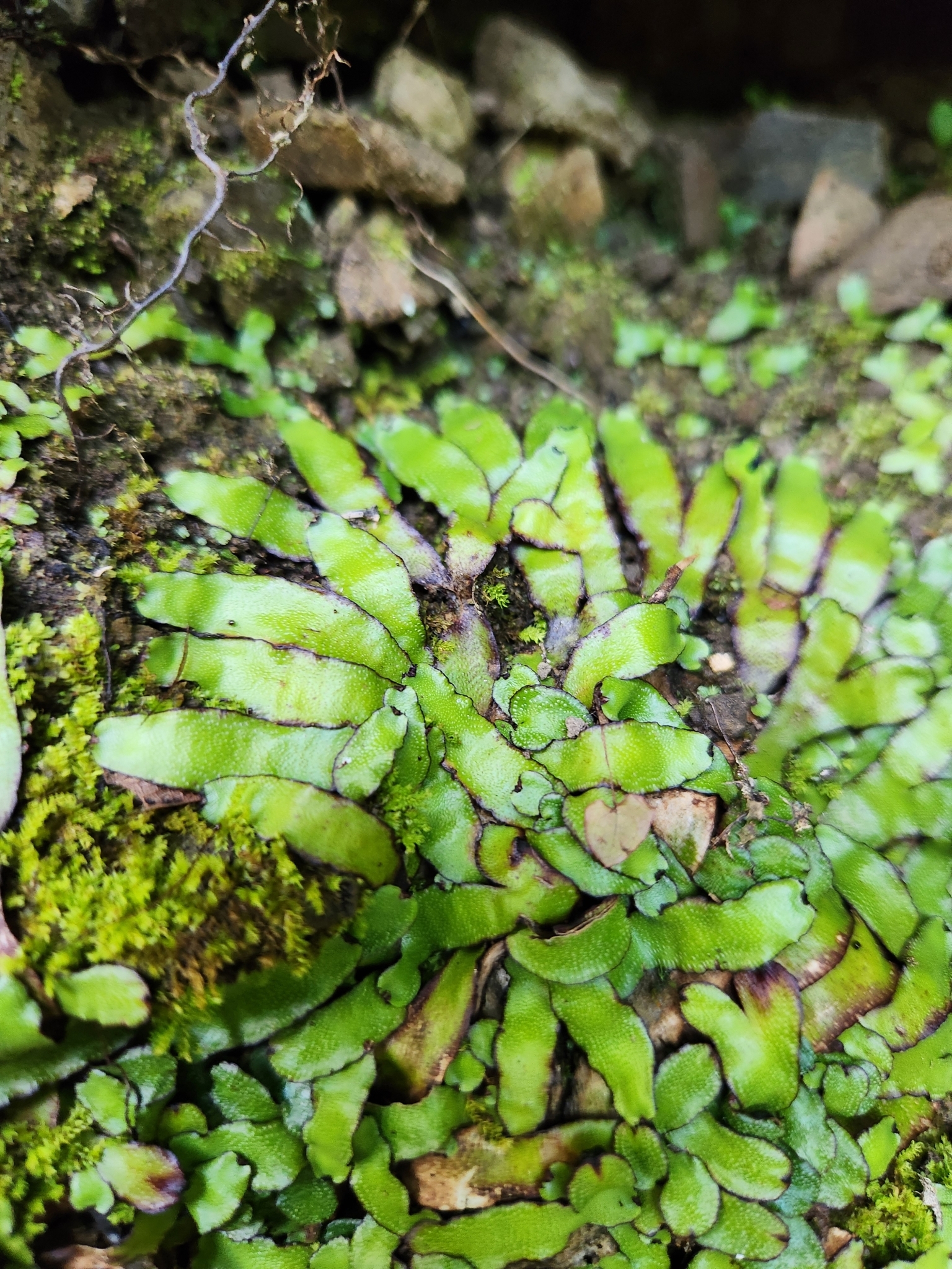Reboulia hemisphaerica ssp. australis