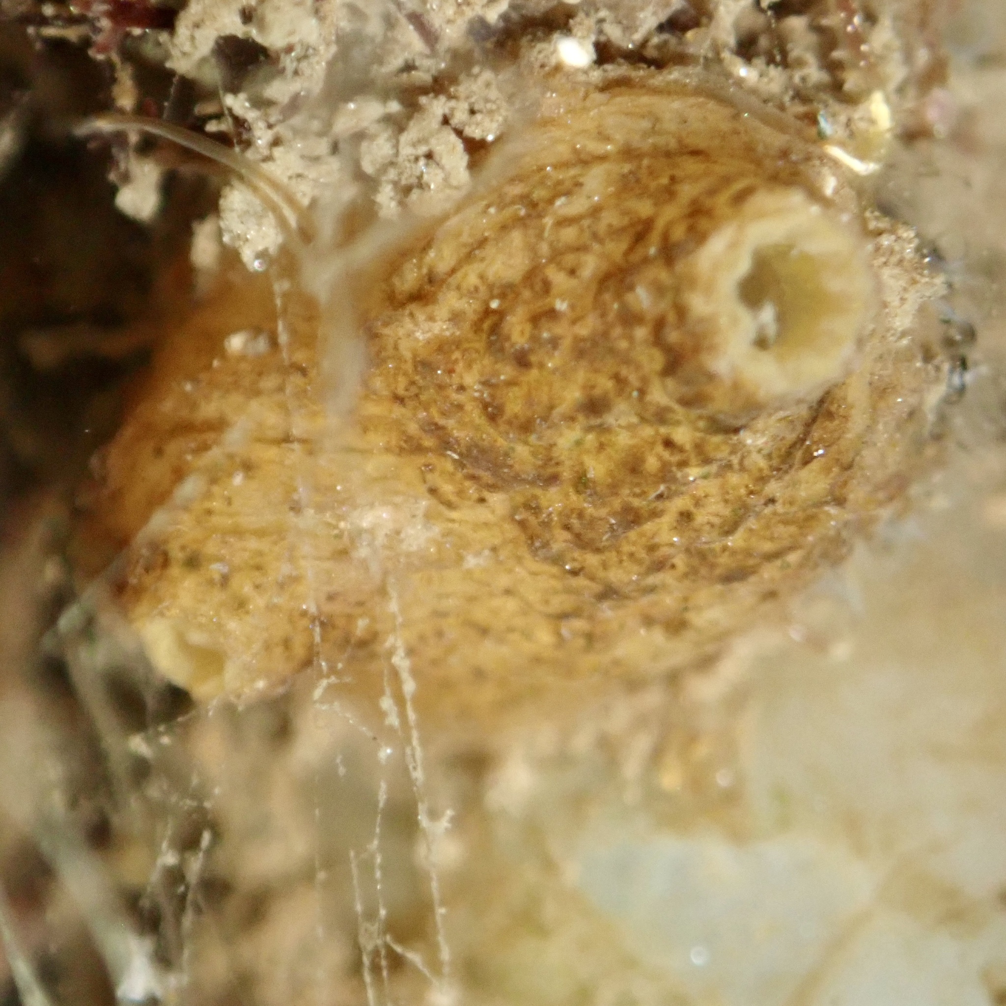 Molgula ficus (Macdonald, 1859)