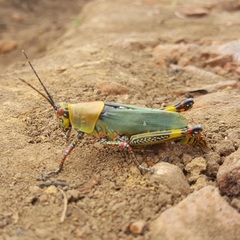 Zonocerus variegatus
