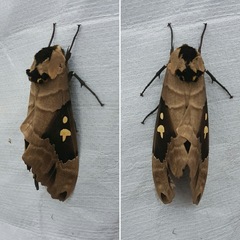 Lophostethus dumolinii