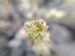 Galium humifusum