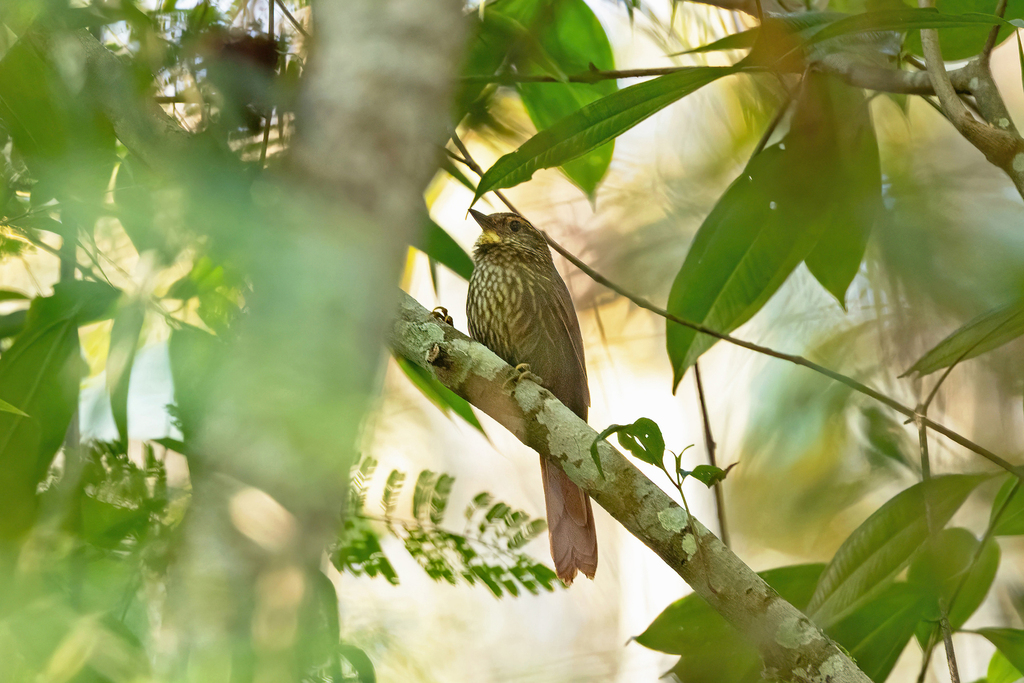 Buff-browed Foliage-gleaner