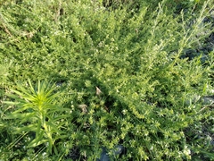 Galium humifusum