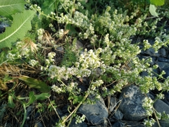 Galium humifusum