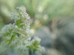 Galium humifusum