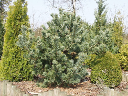 Japanese white pine