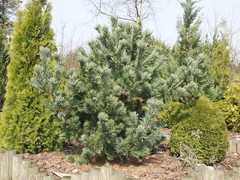 Pinus parviflora