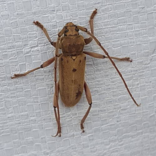 Cerasphorus hirticornis