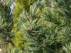Pinus parviflora