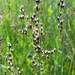 Saltmeadow Rush - Photo (c) tatyana-omck, some rights reserved (CC BY-NC), uploaded by tatyana-omck