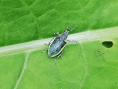 Chlorophanus viridis