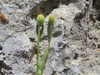 Cota nigellifolia - Photo (c) יאיר אור, some rights reserved (CC BY-NC-SA), uploaded by יאיר אור