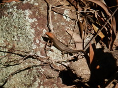 Robust Rainbow-Skink photo 3