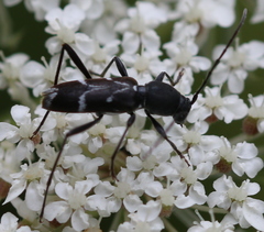 Chlorophorus sartor