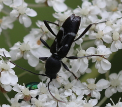 Chlorophorus sartor